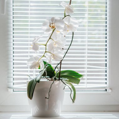 Çiçek açan beyaz falanopsis veya banyodaki pencere kenarında güve orkidesi, panjurların altında beyaz orkide yayılmış doğal ışık, ev bitkisi olarak yetişmesi kolay orkideler.