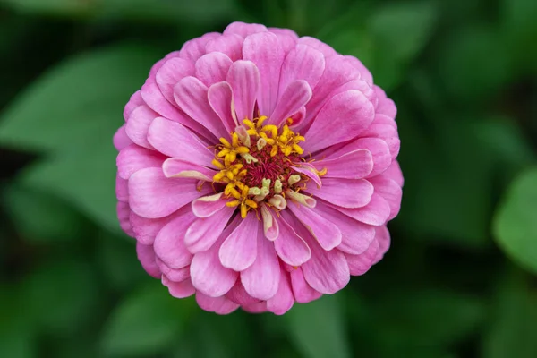 Bright purple zinnia flower, beautiful summer flowers to grow in the garden, pink summer flower close-up — Stock Photo, Image