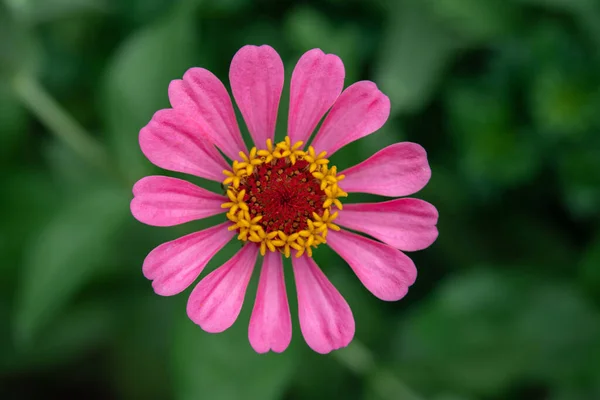Flor zinnia roxa brilhante na vista superior do canteiro de flores, plantas da facilidade para crescer no jardim exterior, flores bonitas do jardim do verão — Fotografia de Stock