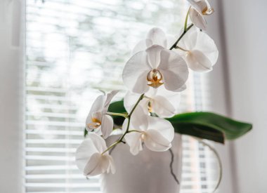 Güzel beyaz orkide çiçekleri, Phalaenopsis orkideleri, popüler ev bitkileri nasıl yetiştirilir ve bakılır.