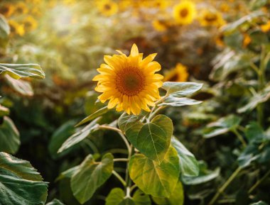 Arazide altın ayçiçeği batan güneşin ışınlarıyla aydınlatılıyor.
