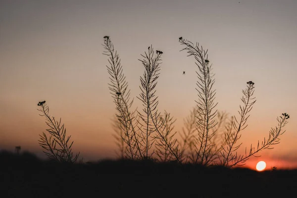 Pôr do sol de verão no céu rosa e laranja atrás da silhueta de grama selvagem, fundo do pôr do sol de verão — Fotografia de Stock