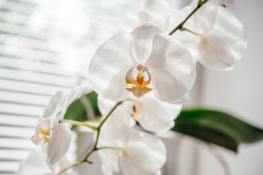 Banyo penceresinde panjurlu beyaz orkide çiçekleri, pencerede yayılmış doğal ışık altında Phalaenopsis veya güve orkidesi, ev bitkisi olarak yetiştirilmesi kolay orkideler.