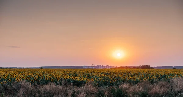 Goldene Sonnenblume vor orangefarbenem Abendhimmel mit untergehender Sonne, landwirtschaftlicher Hintergrund im Sommer — Stockfoto
