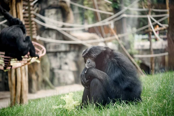 Smutná černá siamang opice sedí na trávě v zoo voliéře, černá gibbon siamang v zoo — Stock fotografie