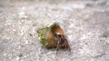 Keşiş yengeci kabuğundan çıkar, kanserli münzevi deniz kabuğundan çıkar, Karadeniz sakinleri, sahildeki deniz ineği yengeci