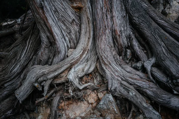 Grandes racines d'arbres au-dessus du sol — Photo