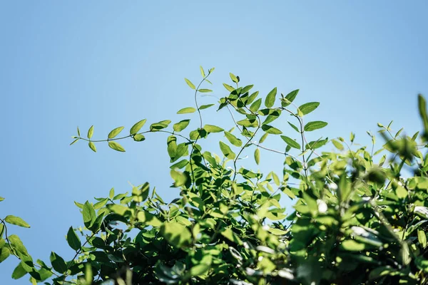 Folhas verdes frescas contra o céu azul fundo natural — Fotografia de Stock