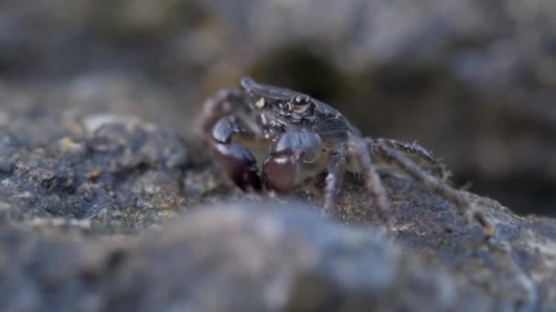 Braune Krabbe am Felsstrand frisst Algen mit seinen Krallen und bläst Blasen — Stockvideo