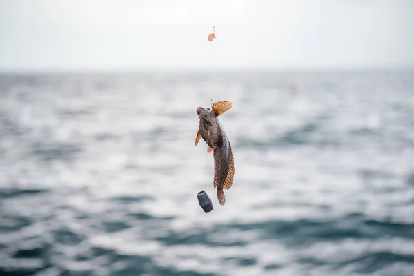 Ikan goby kecil tertangkap di atas kail di laut, ikan menangkap dengan kail — Stok Foto