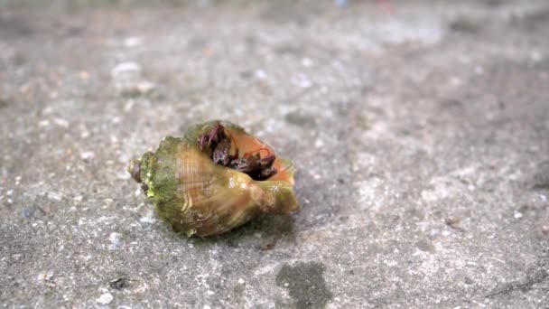 Heremietkreeft komt tevoorschijn uit de shell close-up — Stockvideo