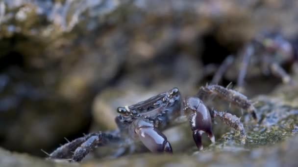 Meeresbraune Krabbe taucht aus einem Felsloch auf und bläst Blasen — Stockvideo
