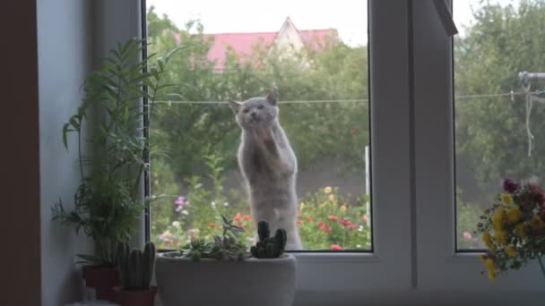 Um gato cinza cinza cinza engraçado arranha as patas na janela — Vídeo de Stock