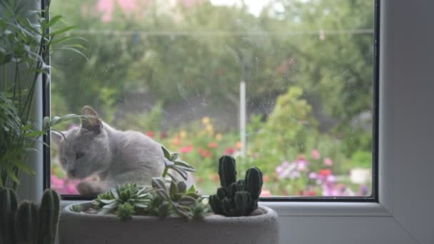 En söt liten kattunge kikar in genom fönstret och tvättar sina tassar vid fönstret — Stockvideo