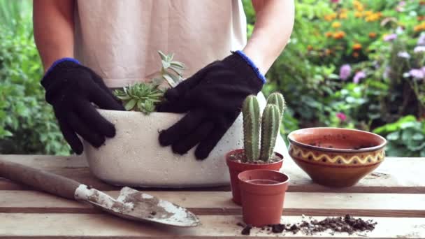 Une jardinière replantant des plantes succulentes et des cactus en plein air — Video