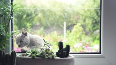 Pencereden bakan sevimli bir kedi yavrusu Pencereden pençelerini fırçalıyor