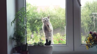 Komik bir kül gri kedi pencerede patilerini kaşıyor.