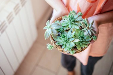 Odaklanamayan arka planda farklı çeşitler tutan bir kız. Kapalı alanlarda popüler bitkiler.