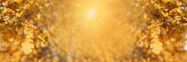Altın sonbahar meşesi yaprakları arka planda güneş ışınları ve bokeh, pankart boyutunda