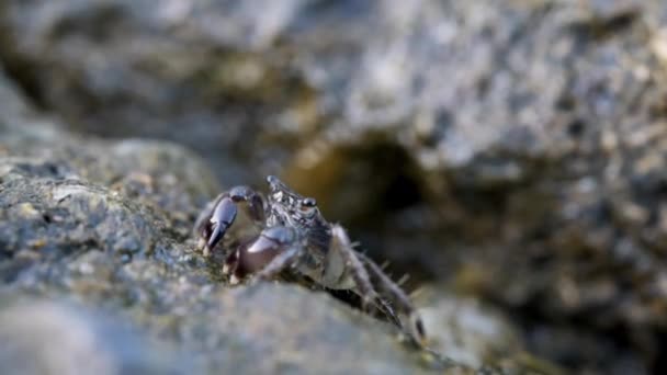 Caranguejo marrom na praia de rocha comendo algas com suas garras e soprando bolhas — Vídeo de Stock