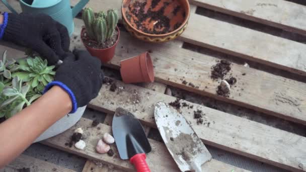 Una mujer jardinero replantando suculentas y cactus al aire libre — Vídeo de stock