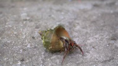 Keşiş yengeci kabuğundan çıkıyor.