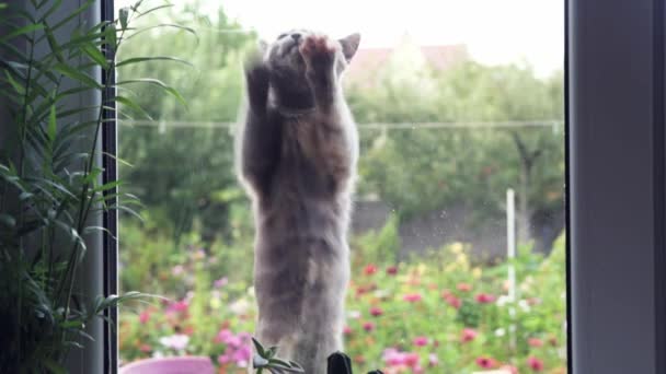 Um gato cinza cinza cinza engraçado arranha as patas na janela — Vídeo de Stock
