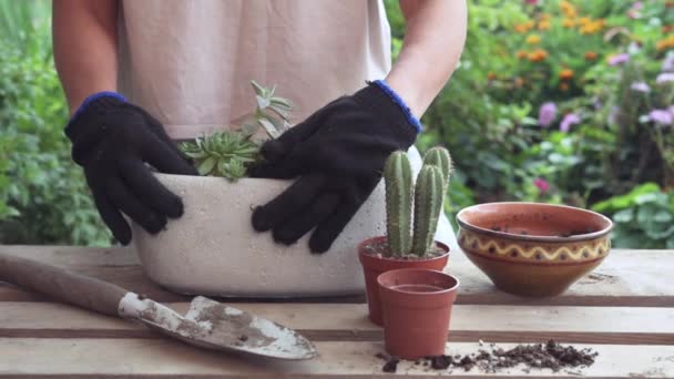 Uma mulher jardineira replantando suculentas e cactos ao ar livre — Vídeo de Stock