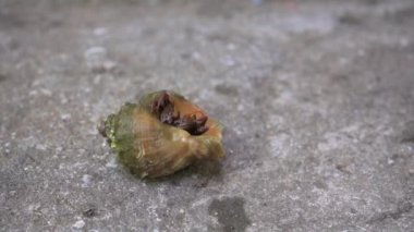 Keşiş yengeci kabuğundan çıkıyor.