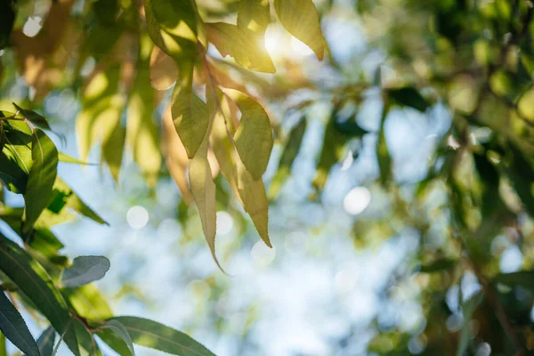 Dia Outono Com Sol Brilhando Através Folhas Outono Amarelas Verdes — Fotografia de Stock