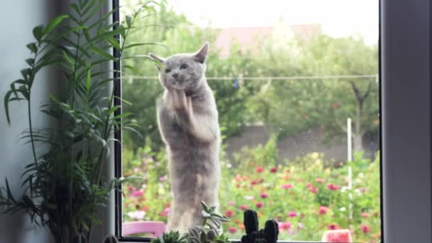 Um gatinho bonito pares através da janela ans esfrega suas patas na janela — Vídeo de Stock