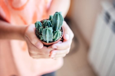 A girl holding different types of succulents in the pot on defocused background, popular indoor plants clipart