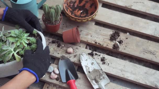 Una mujer jardinero replantando suculentas y cactus al aire libre — Vídeo de stock