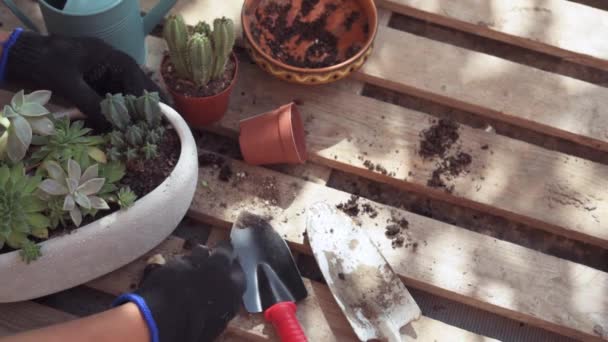 Uma mulher jardineira replantando suculentas e cactos ao ar livre — Vídeo de Stock