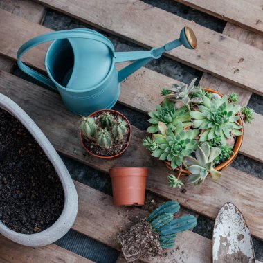 Ahşap zeminde toprak ve sulama tenceresi ile yeniden ekilmeye hazır sulu saksı ve kaktüsler.