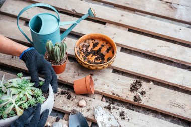 Woman gardeners hand transplanting cacti and succulents in pots on the wooden table. Selective focus. Best Indoor Succulents To Grow At Home