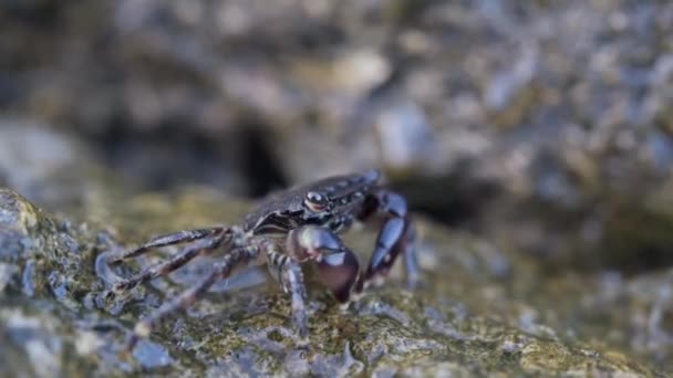 Морський коричневий краб, що виходить з кам'яної діри і дме бульбашки — стокове відео