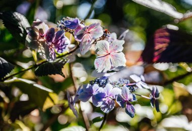 Mor ve açık mavi ortanca çiçeklerinin yakın plan çekimlerinde yaprakların arasından süzülen güneş ışığı....