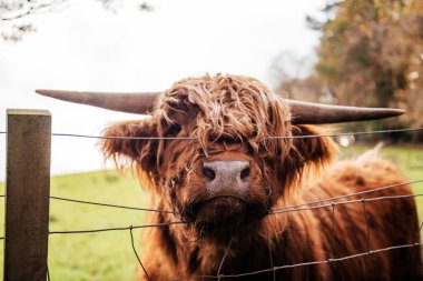 Yeşil bir kırsal alanda tel çitin arkasında duran uzun tüylü ve geniş boynuzlu bir İskoç ineğinin yakın plan portresi. Görüntü, yumuşak sonbahar tonlarıyla doğal bir kırsal ortamda İskoç çiftlik hayvanlarının ayırt edici karakterini yakalıyor..