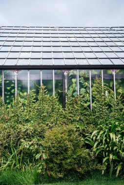 Glasgow Botanik Bahçeleri 'nin dış yüzeyi. Tırmanma tesisleri ve yoğun yeşillik yapıyı çevreleyen, botanik mimari ve bitki çeşitliliğini gösteren.