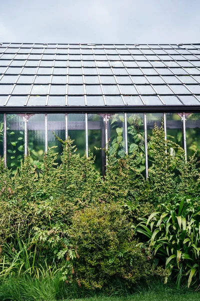 Glasgow Botanik Bahçeleri 'nin dış yüzeyi. Tırmanma tesisleri ve yoğun yeşillik yapıyı çevreleyen, botanik mimari ve bitki çeşitliliğini gösteren.
