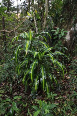 Bereketli yeşil drakena bitkisi tropikal yapraklar arasında büyüyor.