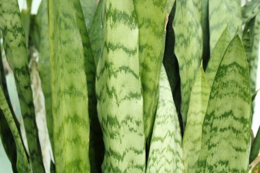 Yakından bakınca yeşil yılan yaprağı deseni görünüyor.