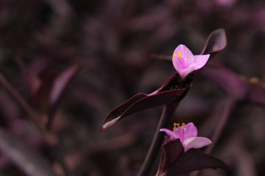 Koyu yaprakların arasında açan narin pembe çiçekler.