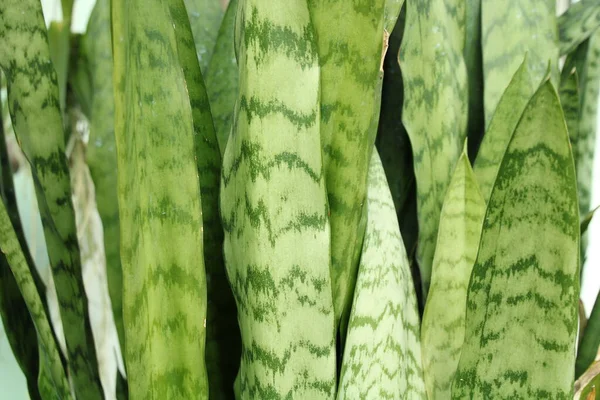 Yakından bakınca yeşil yılan yaprağı deseni görünüyor.