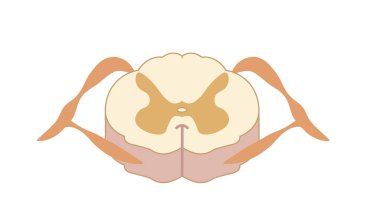 Omurilik illüstrasyonu, enine kesit. Anatomi yapısı