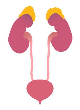 İdrar yolu anatomisi. Böbrek, idrar yolları, böbrek üstü bezleri ve mesane.