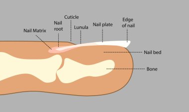 Fingernail Anatomy. Finger side view. clipart