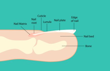 Tırnak Anatomisi. Parmak kenarı görünümü.