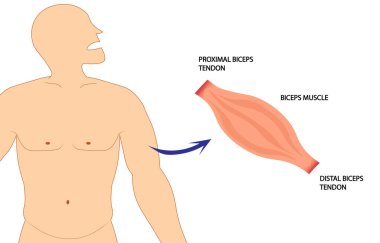 İnsan pazısı kas anatomisi yapısını gösteren diyagram